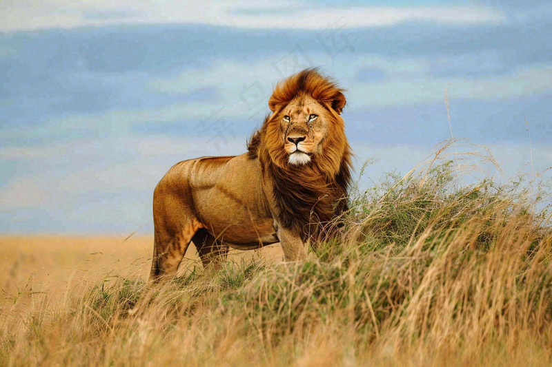 狮子动物非洲草原保护动物摄影图