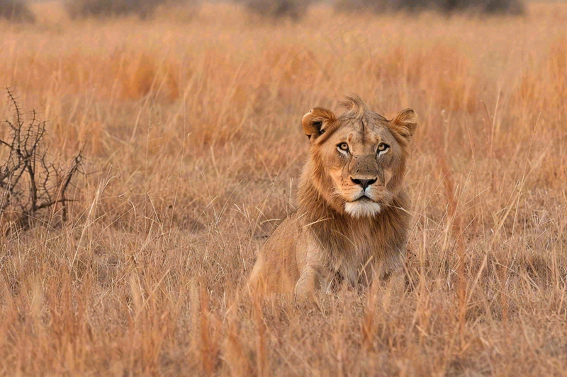 狮子雄狮动物非洲大草原保护动物摄影图