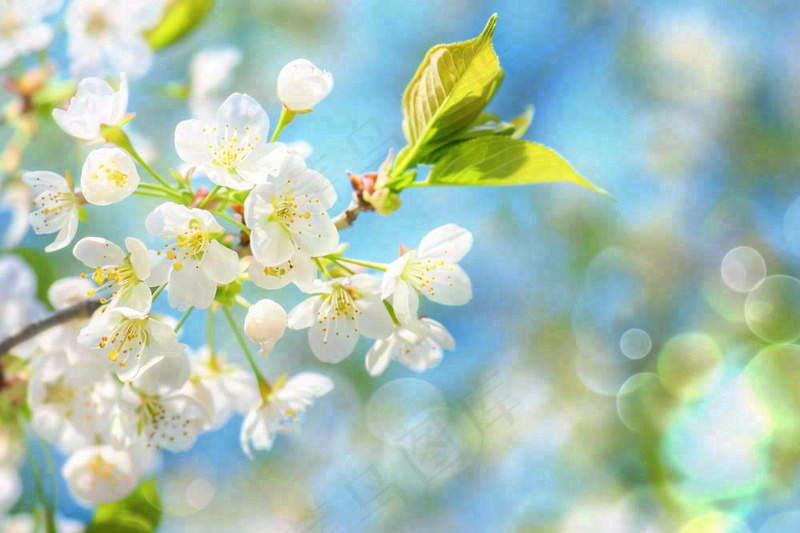 立春白花梨花花朵春意蓝天背景春分惊蛰摄影图