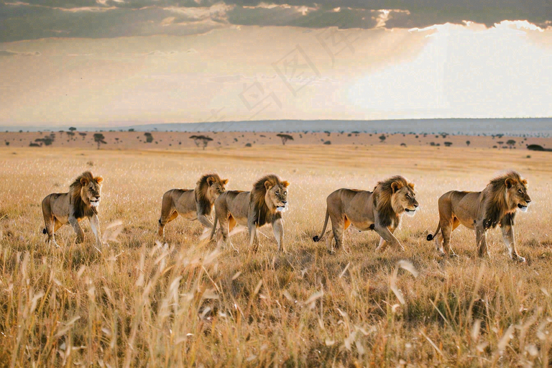 狮子动物非洲草原保护动物摄影图