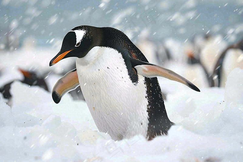 冰雪天地的企鹅寒冷动物摄影图