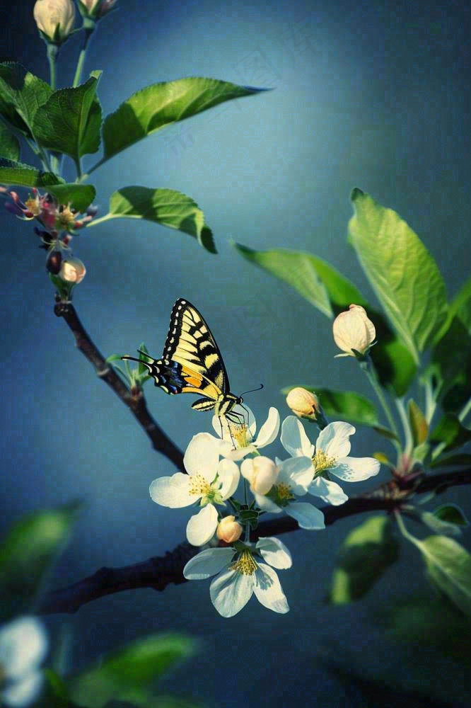 白花树枝上的蝴蝶春天万物生长立春惊蛰春分寒露摄影图