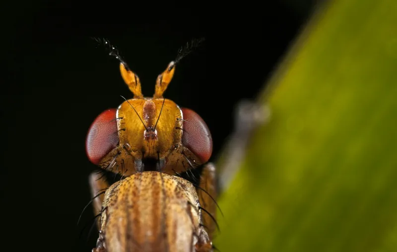 微距镜头下的红眼小昆虫