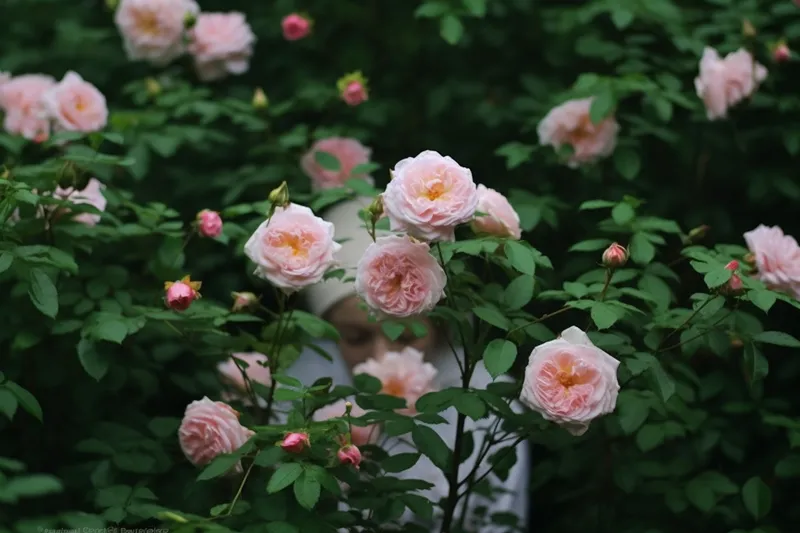玫瑰花园蔷薇鲜花摄影图