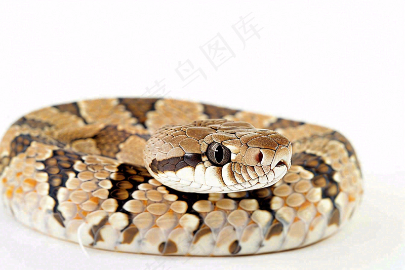 蛇在白色背景爬行动物摄影图