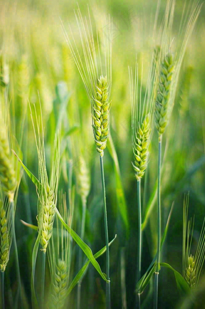 绿色小麦麦穗农田种植小满芒种摄影图