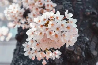春日樱花花朵摄影图