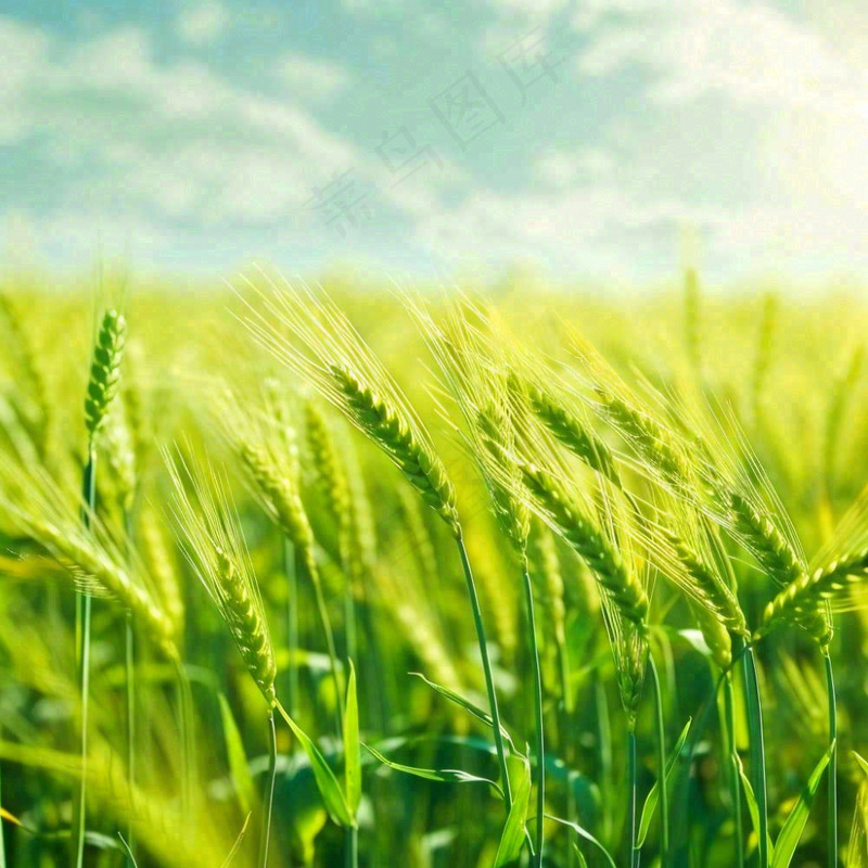 绿色小麦田麦穗粮食生长小满芒种摄影图