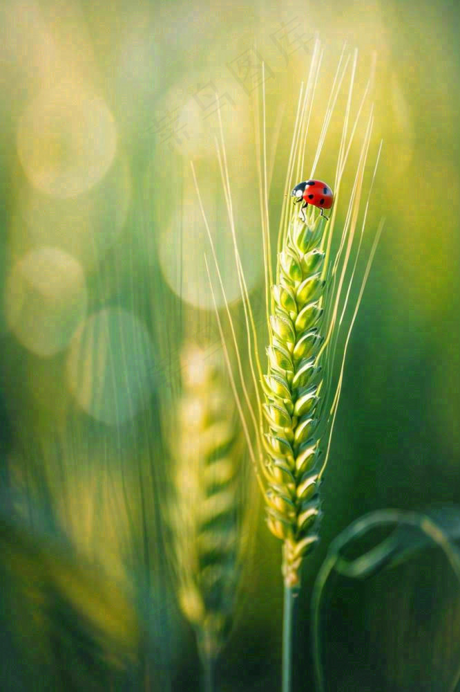 绿色小麦麦穗上的瓢虫昆虫小满芒种摄影图