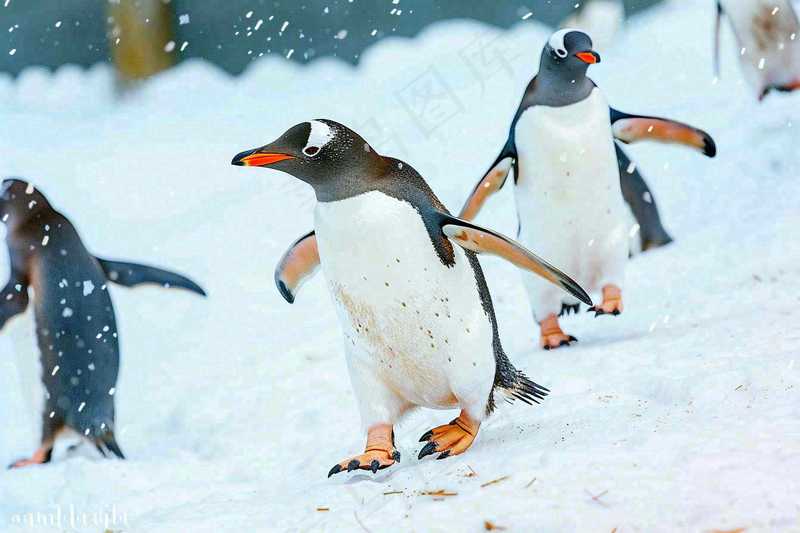 冰雪天地的企鹅寒冷动物摄影图