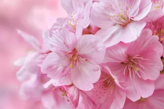 春日樱花花朵摄影图