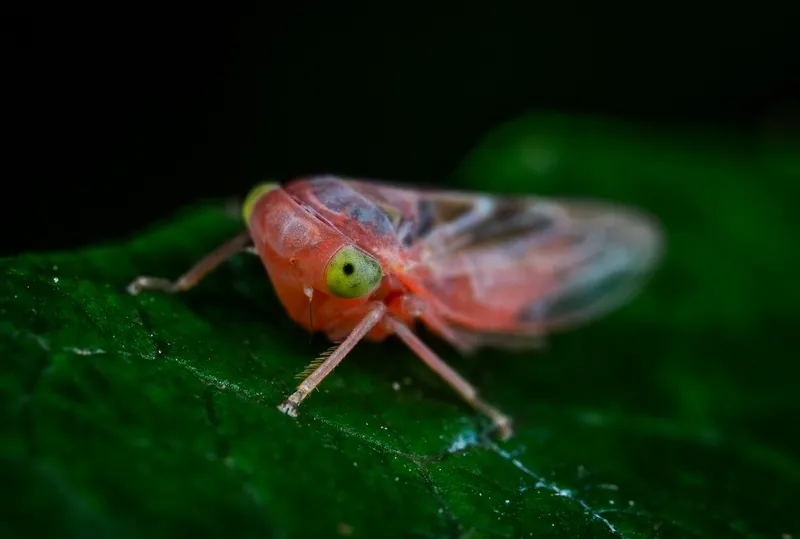 绿叶上的粉红色小昆虫