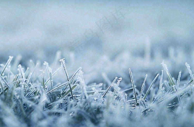 草地上绿叶雾凇泛白霜降摄影图