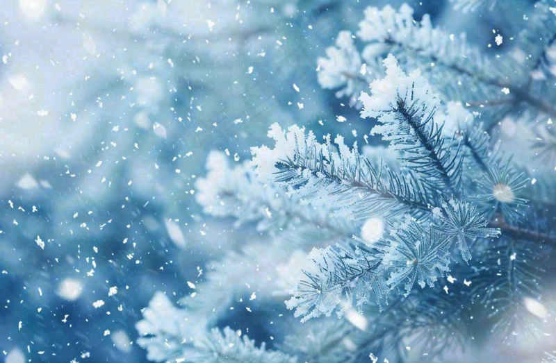 冬天松树上挂满了白雪雾凇立冬霜降冬至大雪摄影图