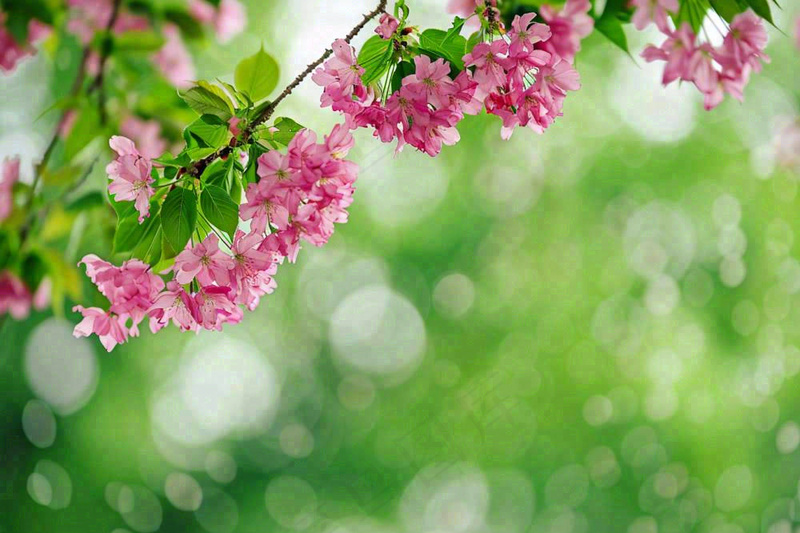 立春粉色花朵树枝绿意绿色背景春分惊蛰摄影图