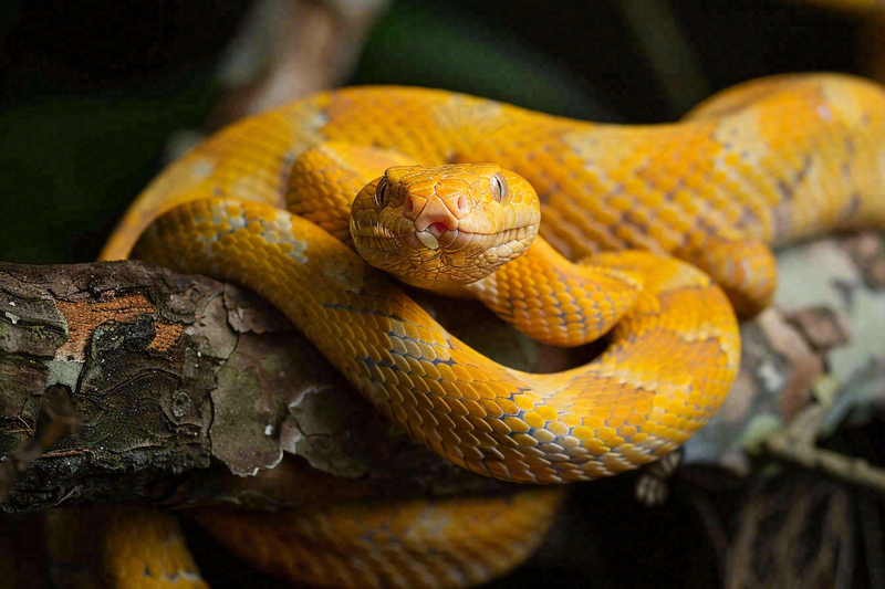 蛇盘踞在树枝上吐舌头爬行动物摄影图