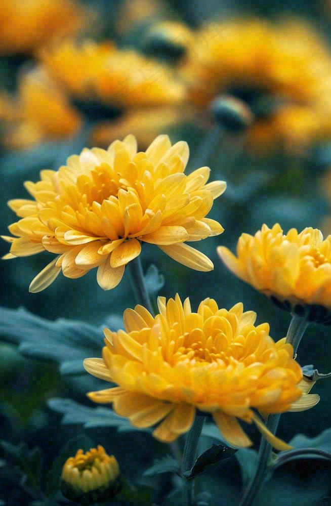 秋天金菊菊花植物立秋秋分重阳摄影图