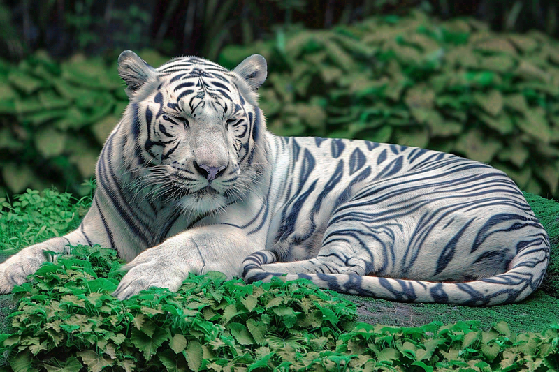 白虎动物园里趴着休息的老虎摄影图