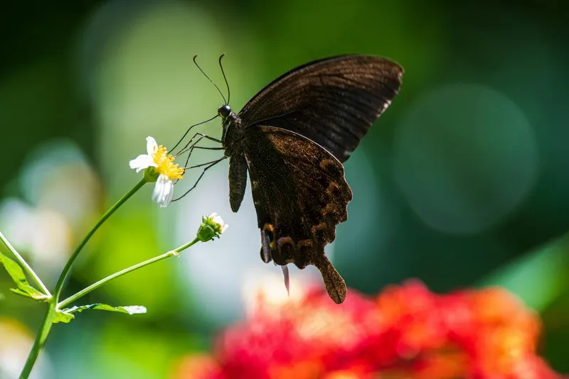 一只黑色的蝴蝶