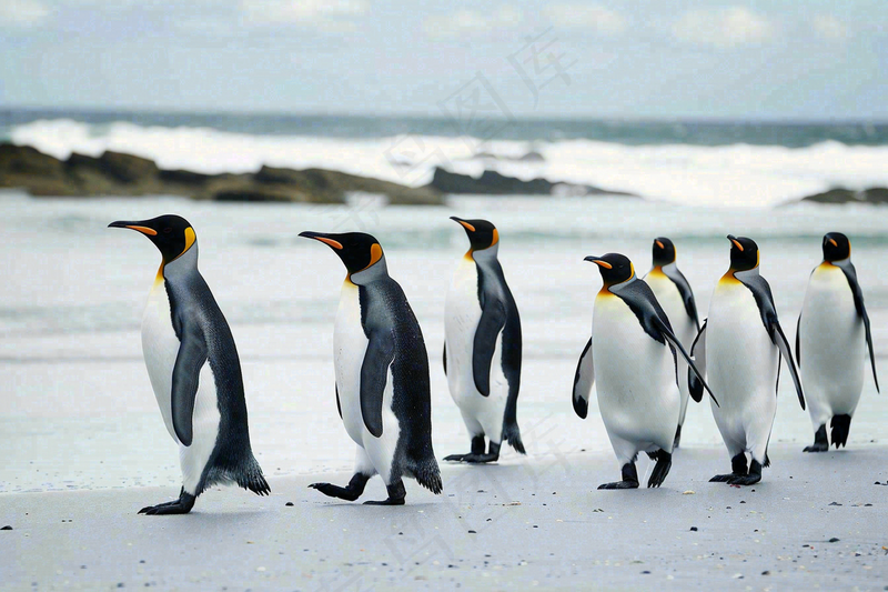 冰雪天地的企鹅寒冷动物摄影图