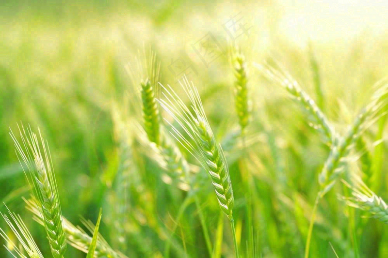 绿色小麦田麦穗粮食生长小满芒种摄影图