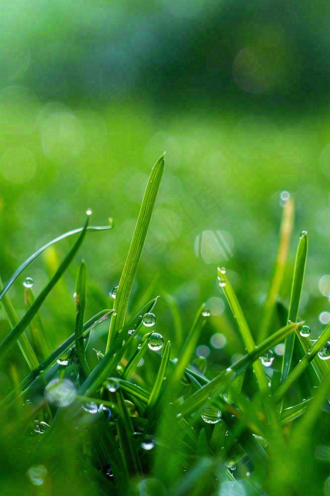 春天绿草地草坪绿叶上的露珠清晨立春惊蛰谷雨摄影图