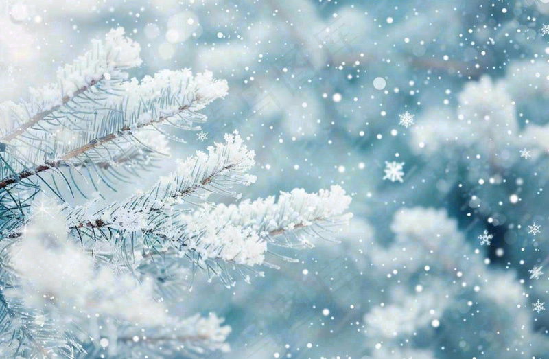 冬天松树上挂满了白雪雾凇立冬霜降冬至大雪摄影图
