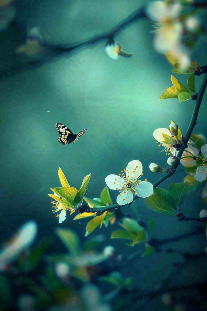 白花树枝上的蝴蝶春天万物生长立春惊蛰春分寒露摄影图