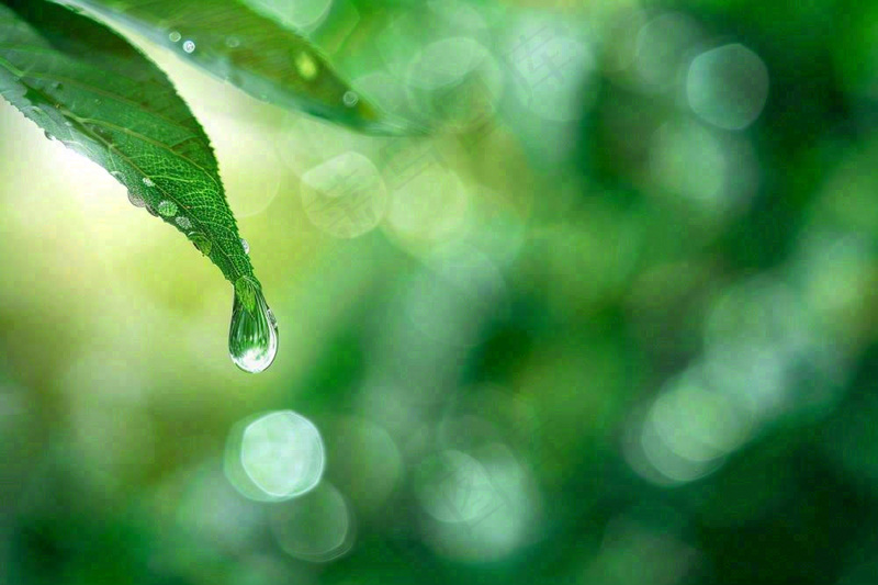 绿叶上挂着露珠水滴绿色立春雨水寒露摄影图