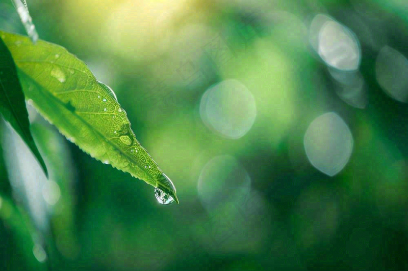 绿叶上挂着露珠水滴绿色立春雨水寒露摄影图