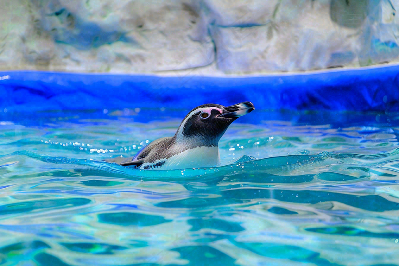 动物园海洋世界企鹅游泳池嬉水动物摄影图
