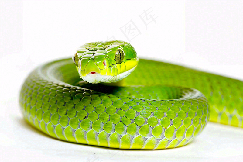 蛇在白色背景爬行动物摄影图
