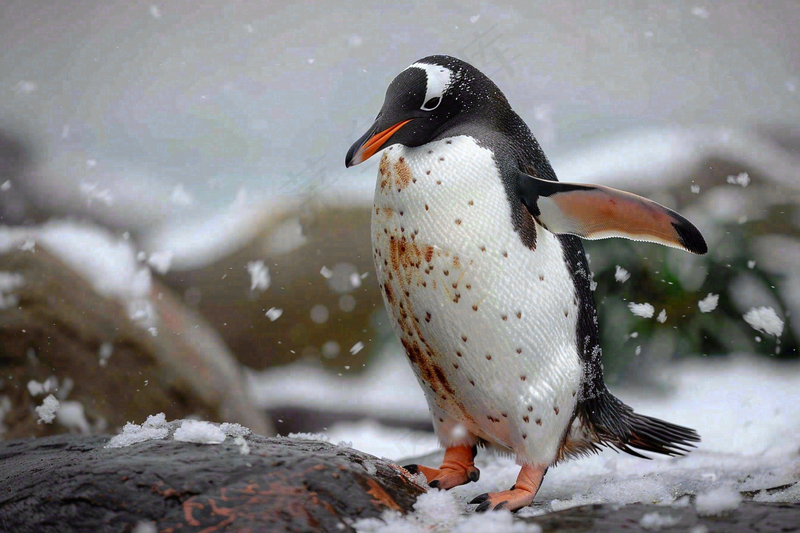 冰雪天地的企鹅寒冷动物摄影图