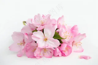 春日樱花花朵摄影图