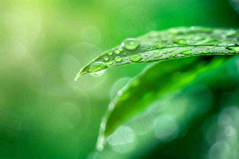 绿叶上挂着露珠水滴绿色立春雨水寒露摄影图