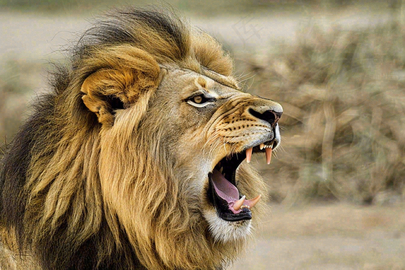 狮子动物非洲草原保护动物摄影图