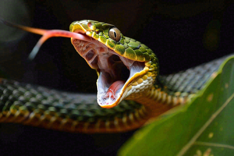 蛇张开嘴巴进攻状态爬行动物摄影图