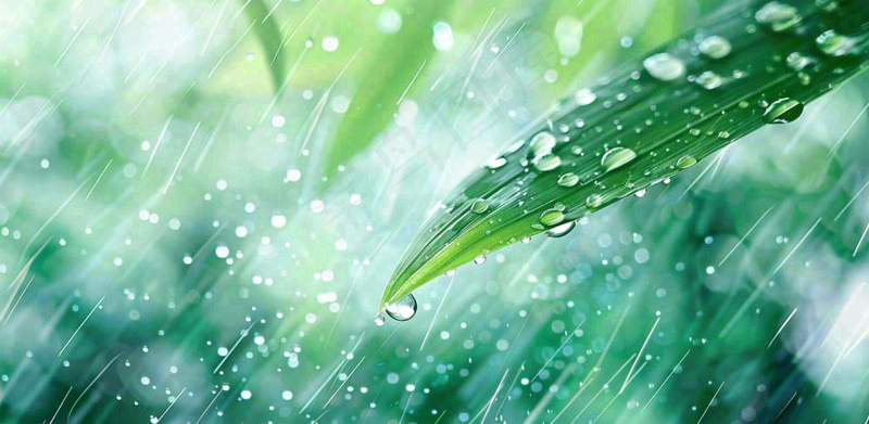 雨水飘打在绿叶叶片上春天雨水谷雨摄影图