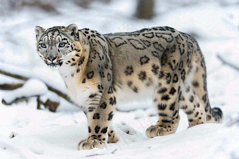雪豹冬天森林雪地里的猎豹保护动物摄影图