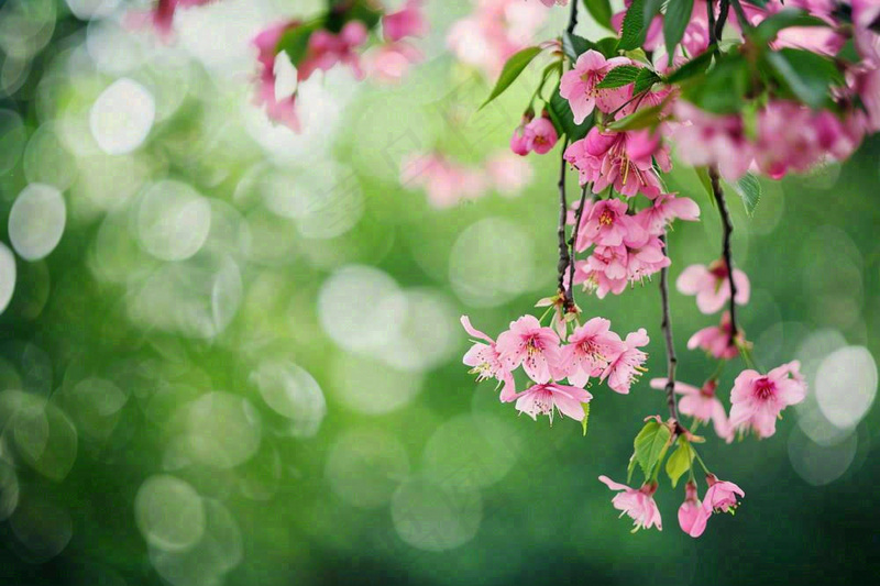 立春粉色花朵树枝绿意绿色背景春分惊蛰摄影图