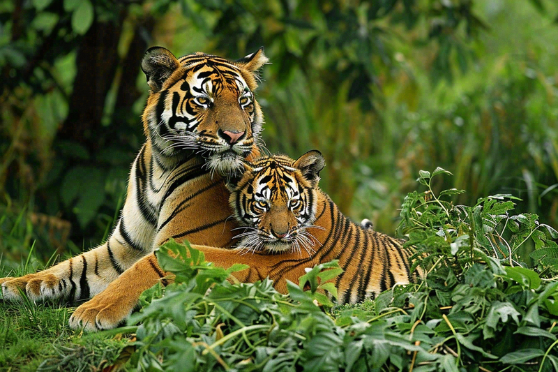 老虎幼崽带崽动物繁衍温馨大自然摄影图