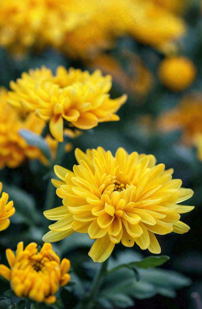 秋天金菊菊花植物立秋秋分重阳摄影图