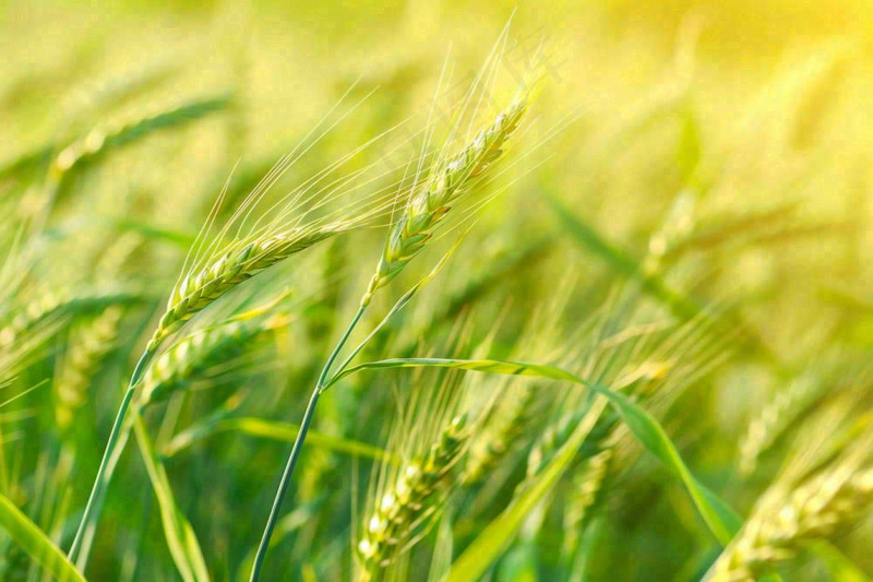 绿色小麦田麦穗粮食生长小满芒种摄影图