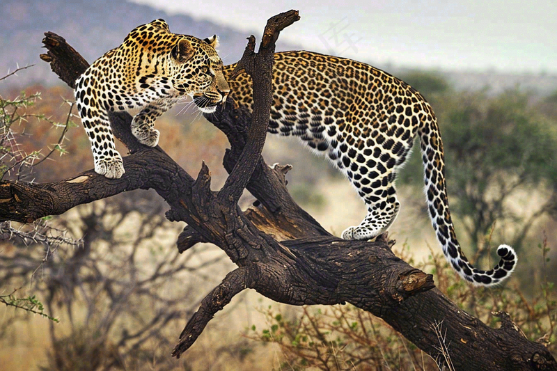 猎豹树干树枝上保护动物摄影图