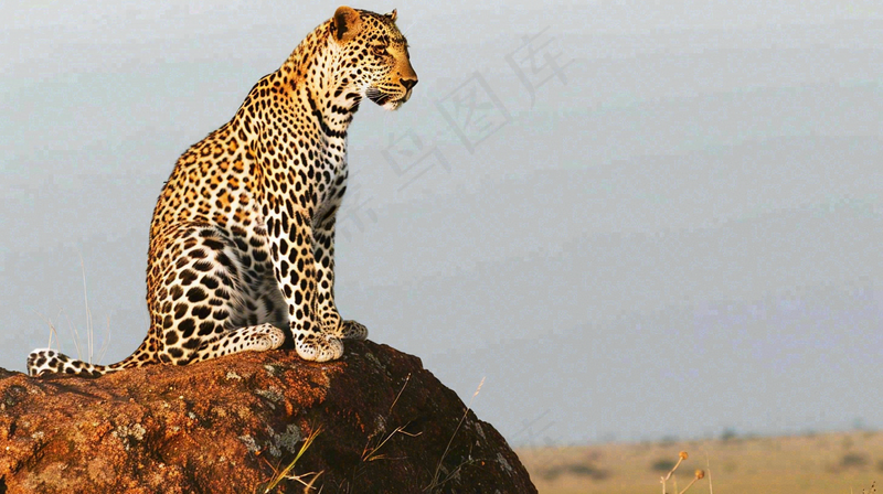 猎豹坐着石头上的动物摄影图