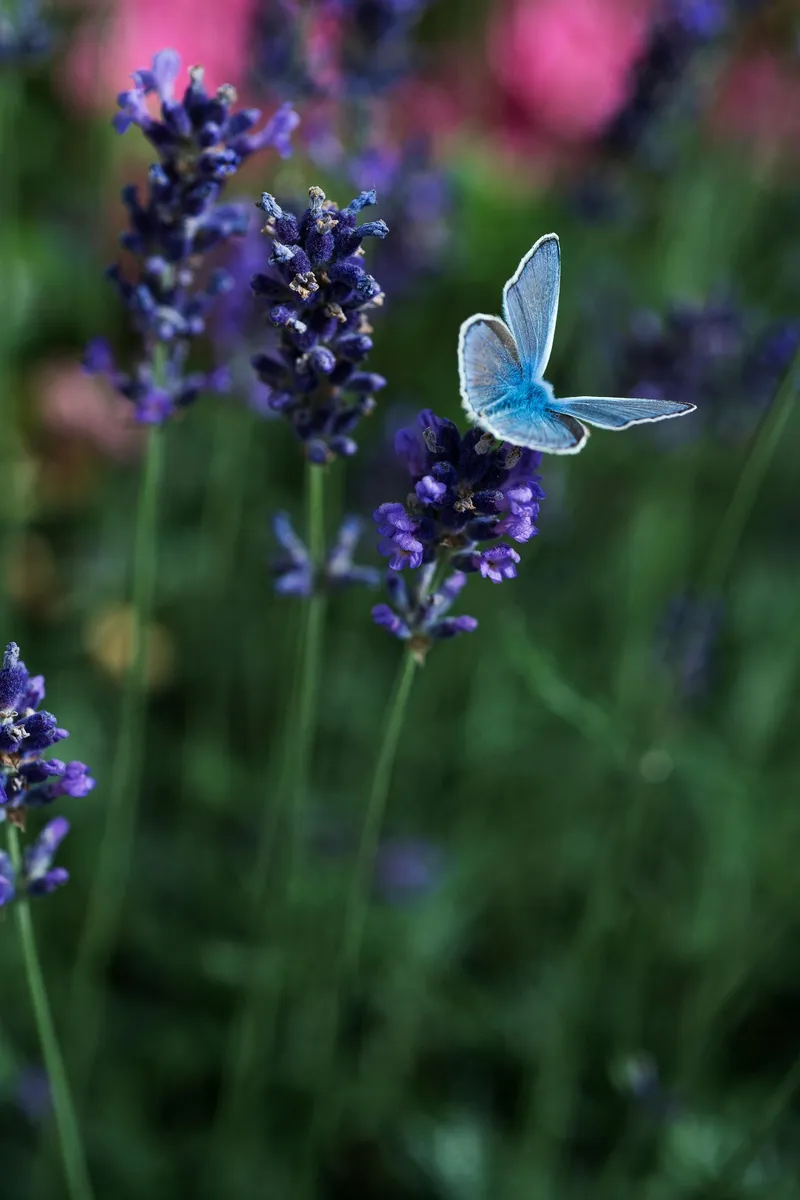 宁静花园中的蓝色蝴蝶