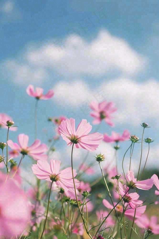 春夏粉色花朵自然清晰大自然风景花丛摄影图