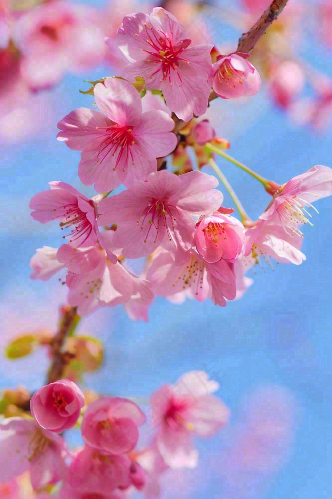 春天樱花盛开粉色浪漫唯美立春春分惊蛰摄影图