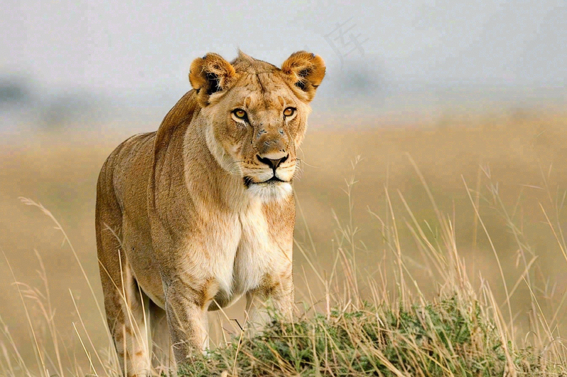 狮子动物非洲草原保护动物摄影图