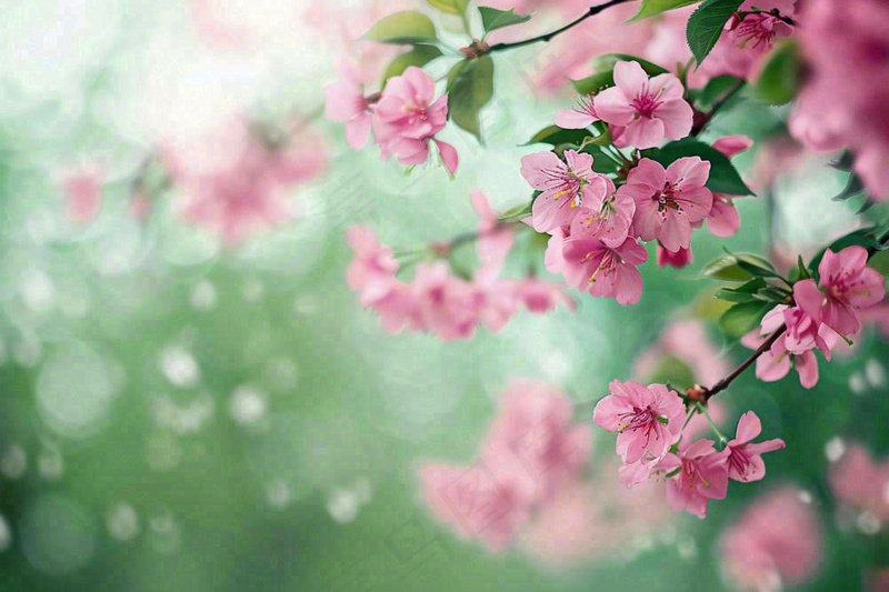 立春粉色花朵树枝绿意绿色背景春分惊蛰摄影图